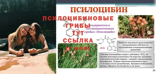 крисы Инта