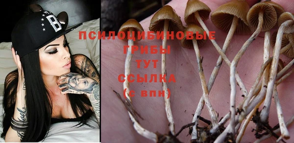 крисы Инта